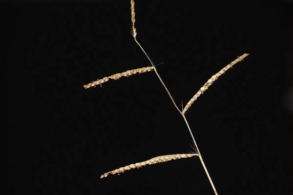 Paspalum plicatulum Inflorescence