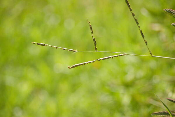 Paspalum plicatulum Inflorescence