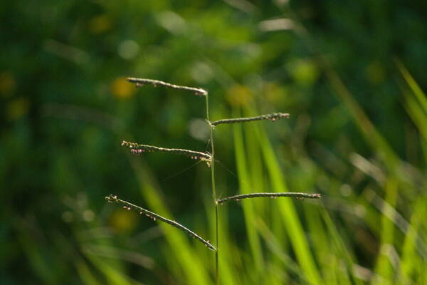 Paspalum plicatulum Inflorescence