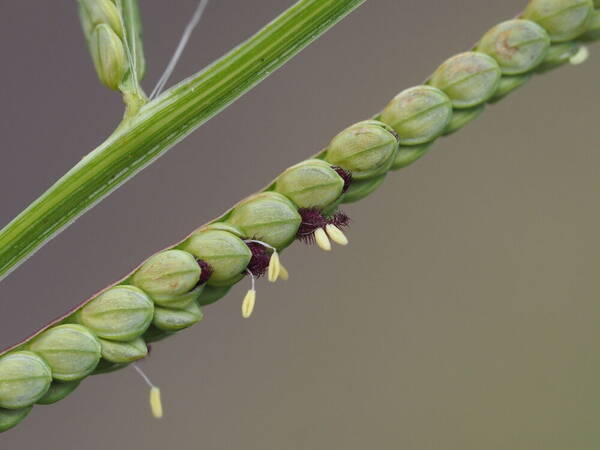 Paspalum scrobiculatum Spikelets