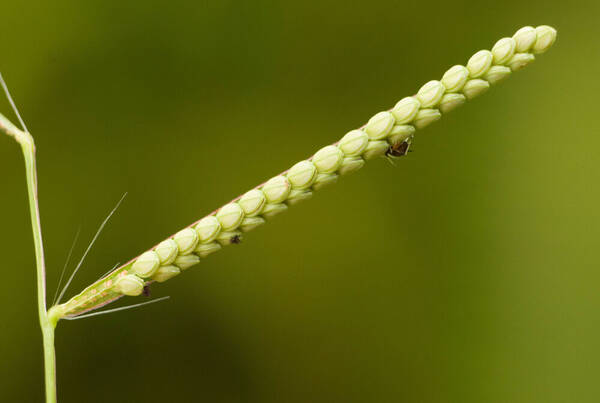 Paspalum scrobiculatum Spikelets