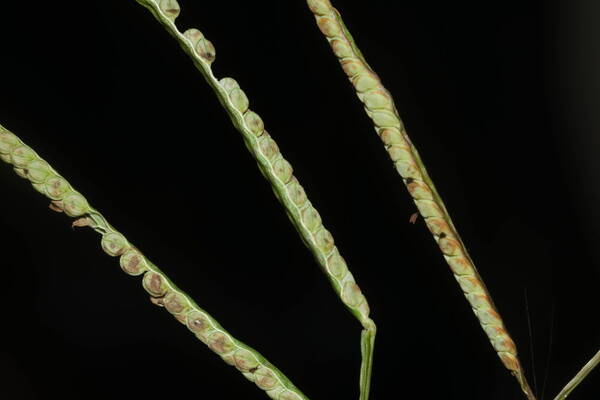 Paspalum scrobiculatum Spikelets