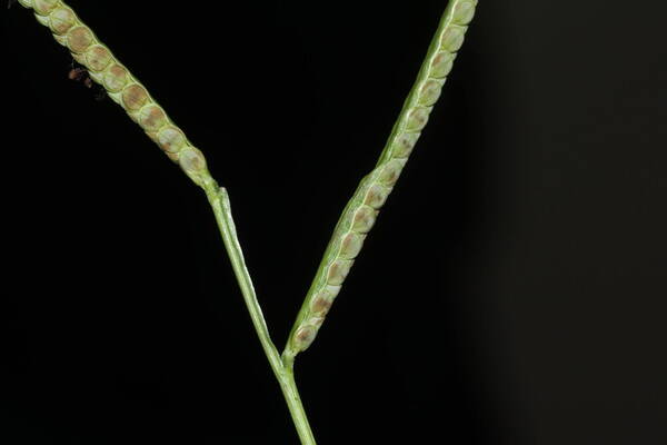 Paspalum scrobiculatum Spikelets