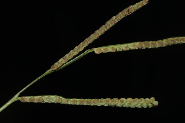 Paspalum scrobiculatum Spikelets