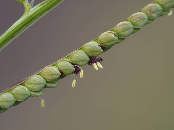 Paspalum scrobiculatum Spikelets