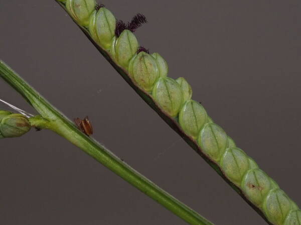 Paspalum scrobiculatum Spikelets