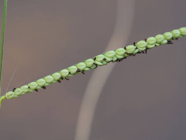 Paspalum scrobiculatum Spikelets