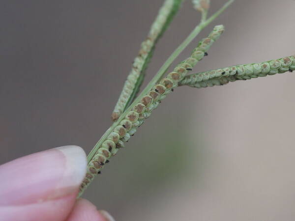 Paspalum scrobiculatum Spikelets