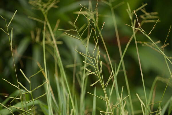 Paspalum scrobiculatum Habit