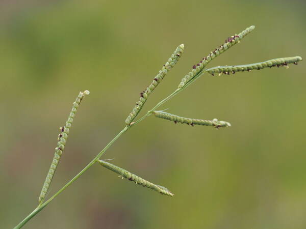 Paspalum scrobiculatum Inflorescence