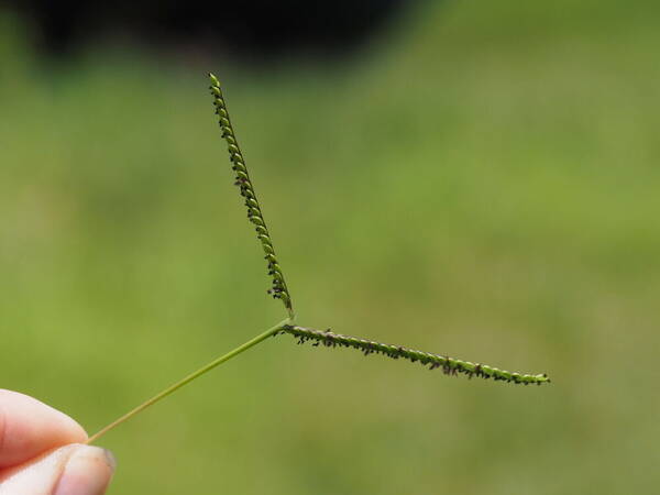 Paspalum scrobiculatum Inflorescence