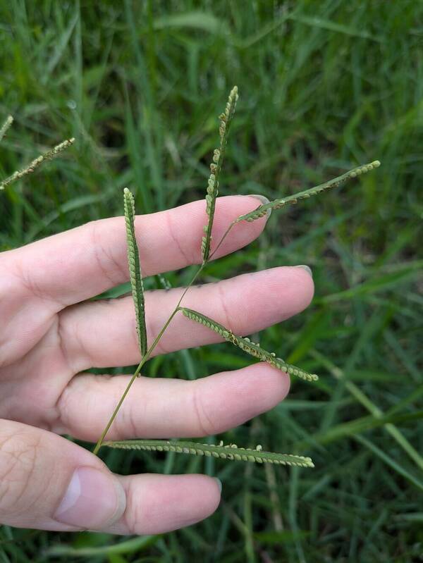 Paspalum scrobiculatum Inflorescence