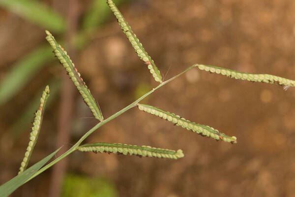 Paspalum scrobiculatum Inflorescence