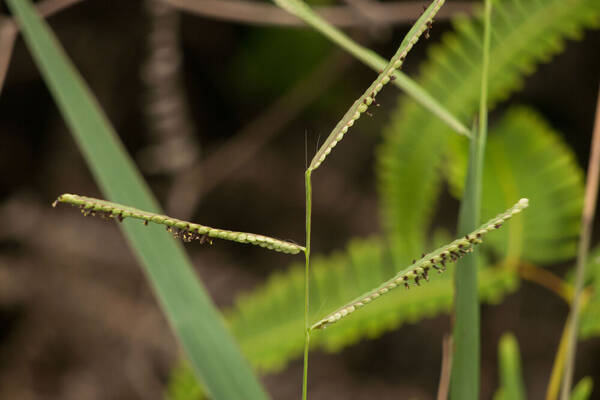 Paspalum scrobiculatum Inflorescence