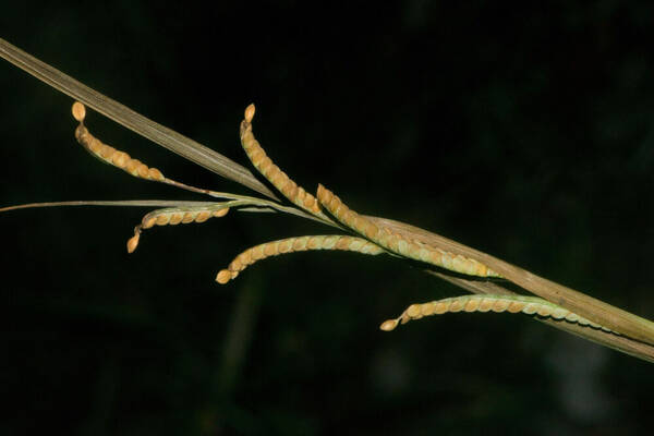 Paspalum scrobiculatum Inflorescence