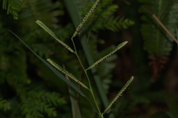 Paspalum scrobiculatum Inflorescence