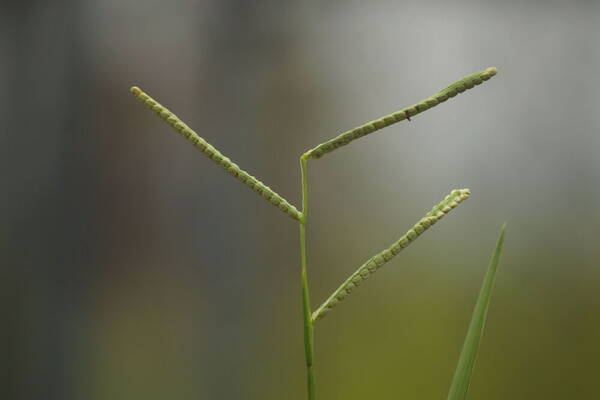 Paspalum scrobiculatum Inflorescence