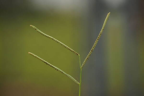 Paspalum scrobiculatum Inflorescence