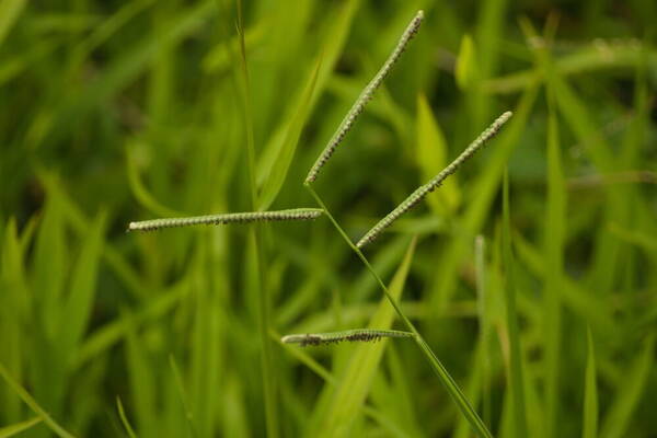 Paspalum scrobiculatum Inflorescence