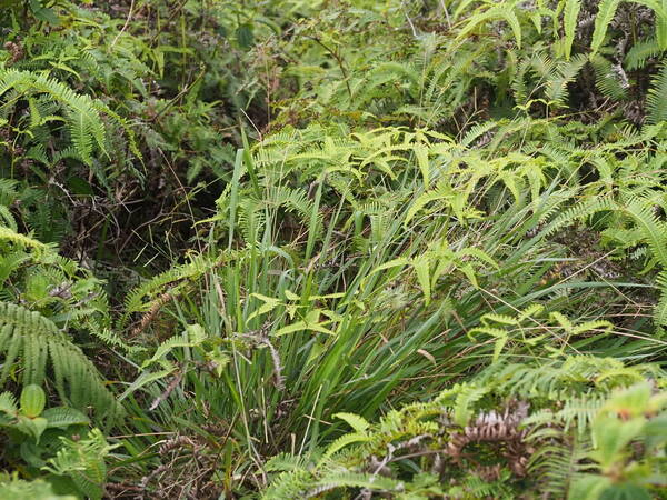 Paspalum scrobiculatum Plant