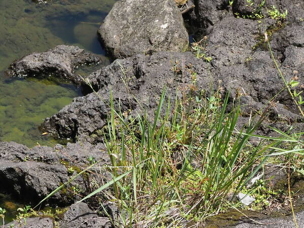 Paspalum scrobiculatum Plant