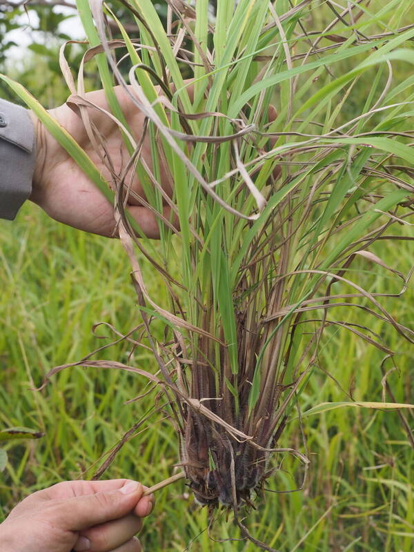 Paspalum urvillei Culm base