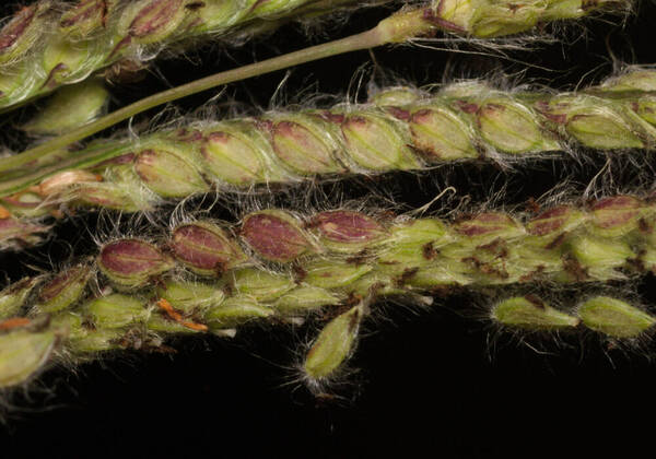 Paspalum urvillei Spikelets