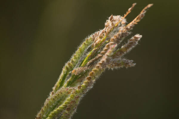 Paspalum urvillei Spikelets