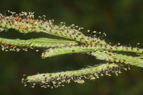 Paspalum urvillei Spikelets