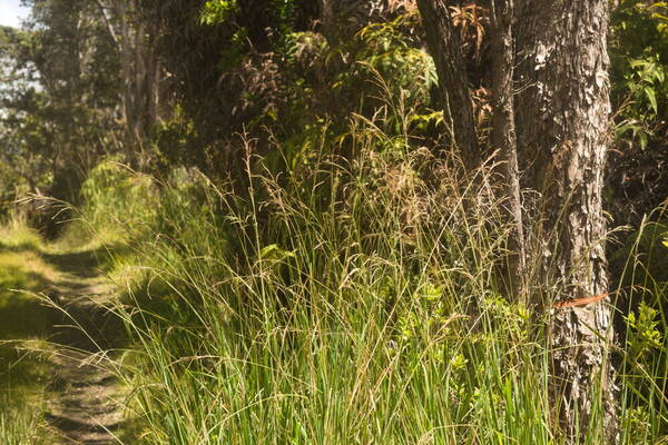 Paspalum urvillei Habit