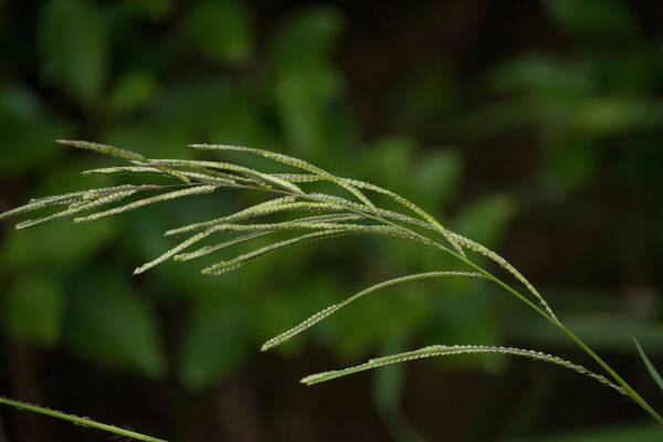 Paspalum urvillei Inflorescence