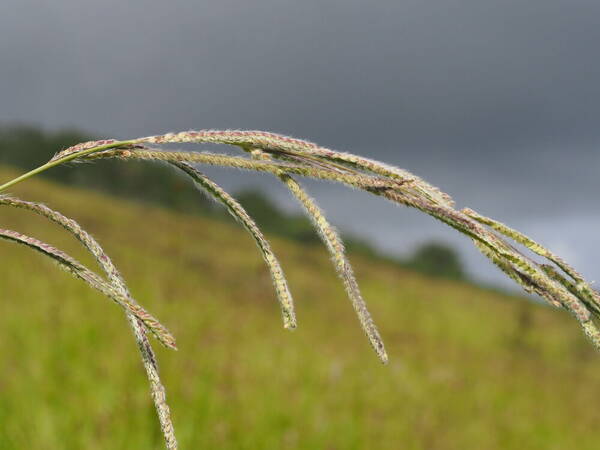 Paspalum urvillei Inflorescence