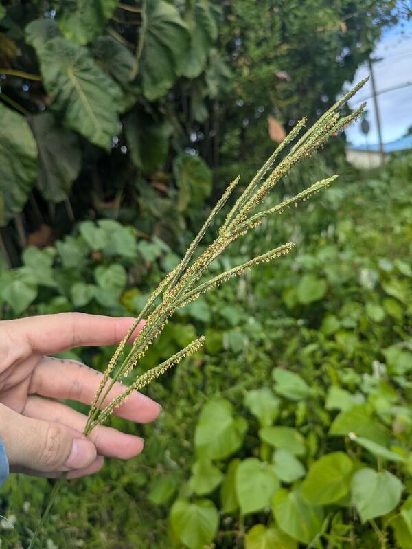 Paspalum urvillei Inflorescence