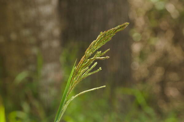 Paspalum urvillei Inflorescence