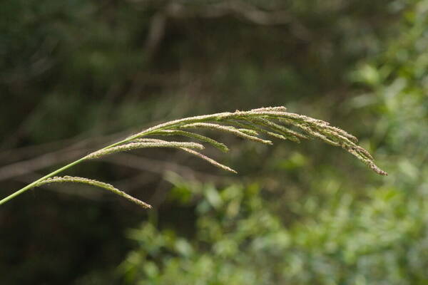 Paspalum urvillei Inflorescence