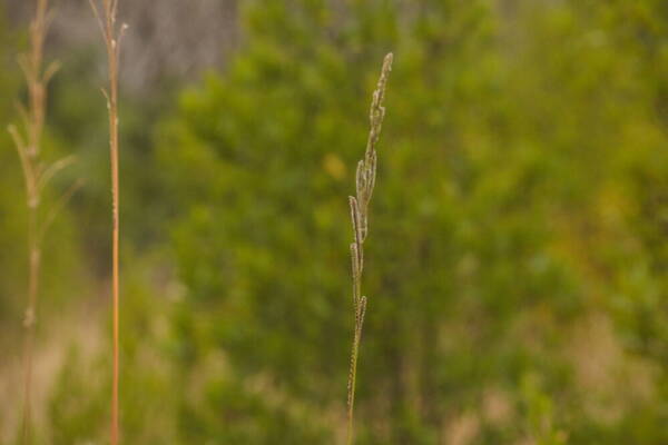 Paspalum urvillei Inflorescence