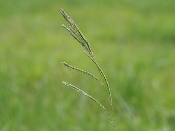 Paspalum urvillei Inflorescence