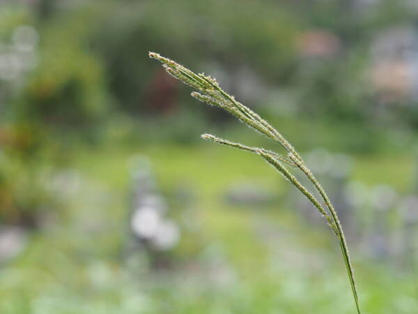 Paspalum urvillei Inflorescence