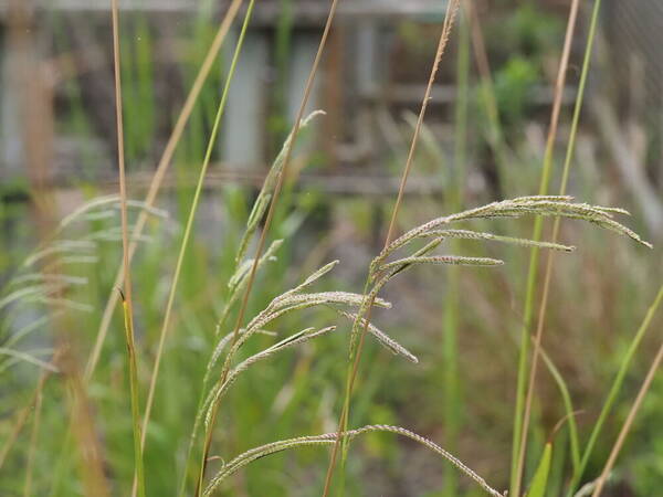 Paspalum urvillei Inflorescence