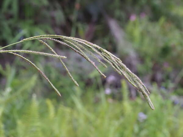 Paspalum urvillei Inflorescence