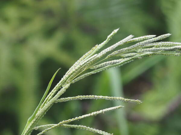 Paspalum urvillei Inflorescence