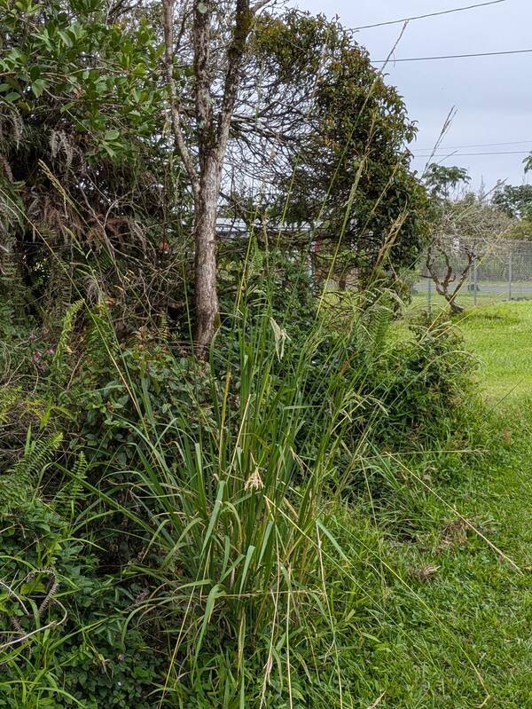 Paspalum urvillei Plant