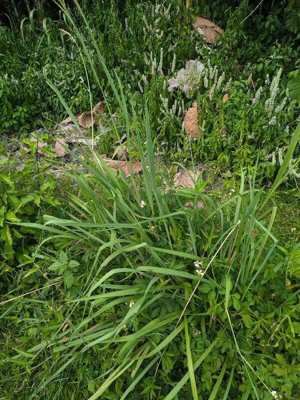 Paspalum urvillei Plant