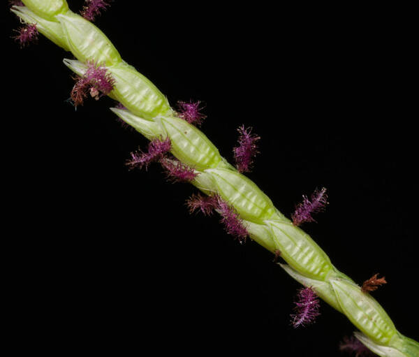 Paspalum vaginatum Spikelets