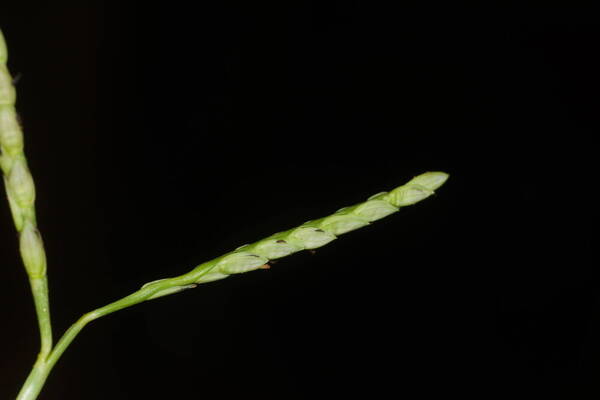 Paspalum vaginatum Spikelets