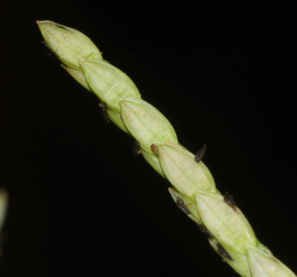 Paspalum vaginatum Spikelets