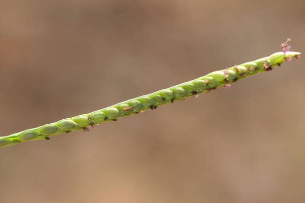 Paspalum vaginatum Spikelets