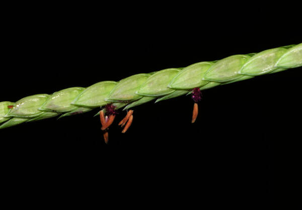 Paspalum vaginatum Spikelets