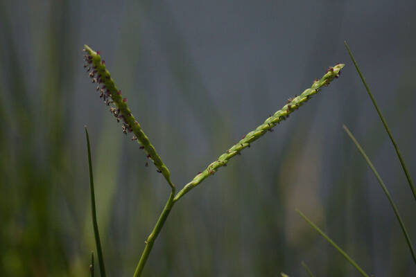 Paspalum vaginatum Inflorescence