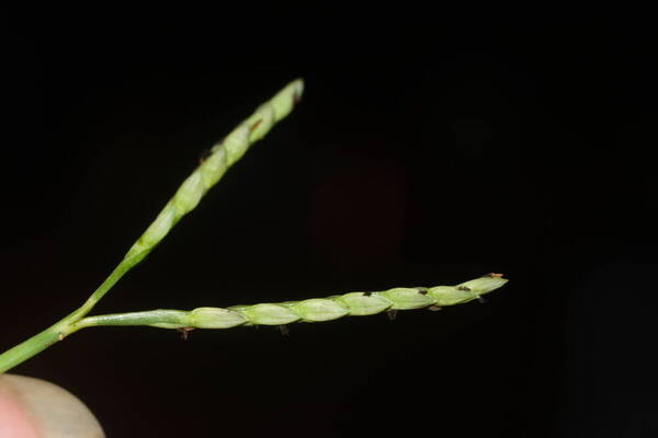 Paspalum vaginatum Inflorescence